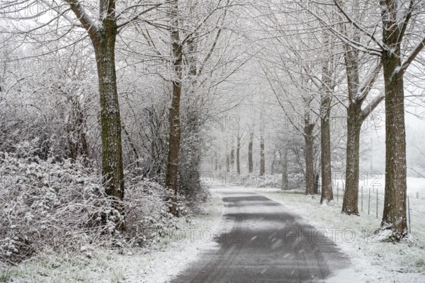 Winter walk in heavy snowfall... Meerbusch (Rhineland), poplar avenue in winter, local nature, landscapes in the snow, rare weather conditions in the Rhineland, Lower Rhine, Meerbusch, North Rhine-Westphalia, Germany, Western Europe