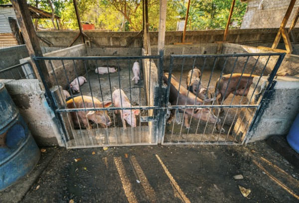 Indian pigs and farmers in a home-based pig farm