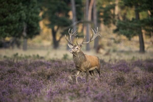 Majestic stag... Red deer (Cervus elaphus), capital stag in the midst of blooming heath, demonstrates superiority with upright gait and raised head, head during the rutting season, typical threatening behaviour during the rut, native nature, Veluwe, Netherlands, Western Europe