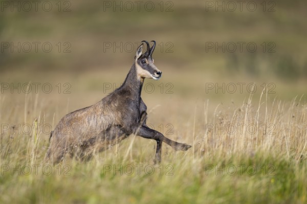 Chamois (Rupicapra rupicapra) on a meadow in the Vosges Mountains, wildlife, France