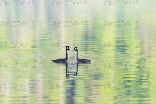Courtship of a pair of great crested grebes (Podiceps cristatus) on a lake with intense green reflections of the surrounding forest