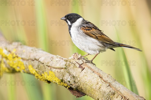 Reed bunting (Emberiza schoeniclus) ml Germany