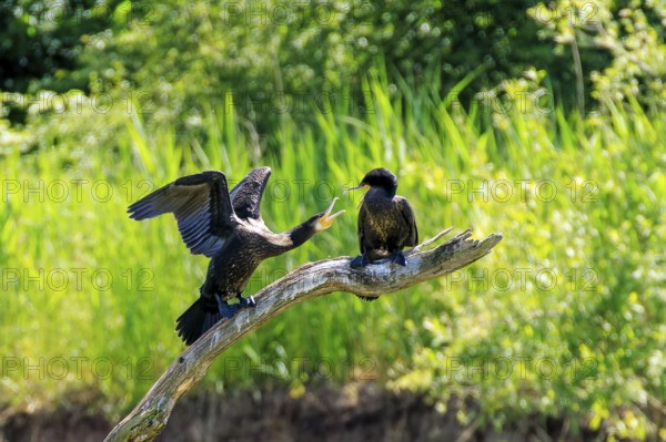 Two cormorants on a branch, one with outstretched wings, amidst dense vegetation, Cormorant, (Phalacrocorax carbo), wildlife, France