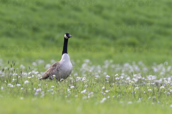 Canada goose (Branta canadensis), Vulkaneifel, Rhineland-Palatinate, Germany