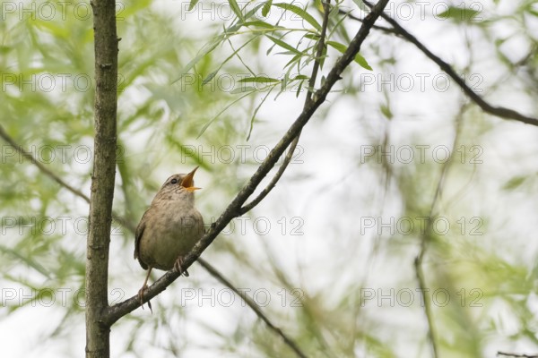 A wren (Troglodytes troglodytes) sits on a branch in the green foliage and sings, Hesse, Germany
