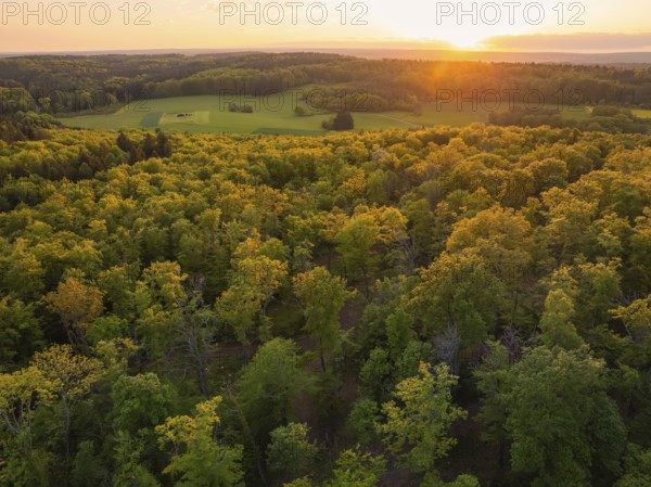 Dense trees in the sunshine with a view of fields and the distant sky, forest pasture project, compensatory measure for the Hermann Hesse railway, Gechingen, Calw district, Germany