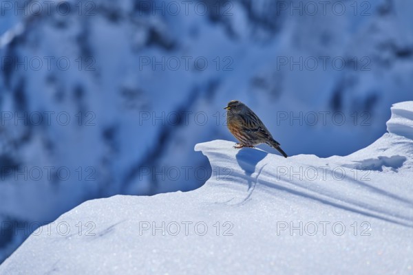 Alpine accentor (Prunella collaris), a bird resting on a snowy mountain edge in a lonely winter landscape, Gemmi Pass, Leukerbad, Leuk, Valais, Switzerland