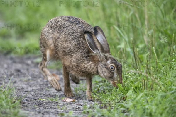 European hare (Lepus europaeus), Emsland, Lower Saxony, Germany