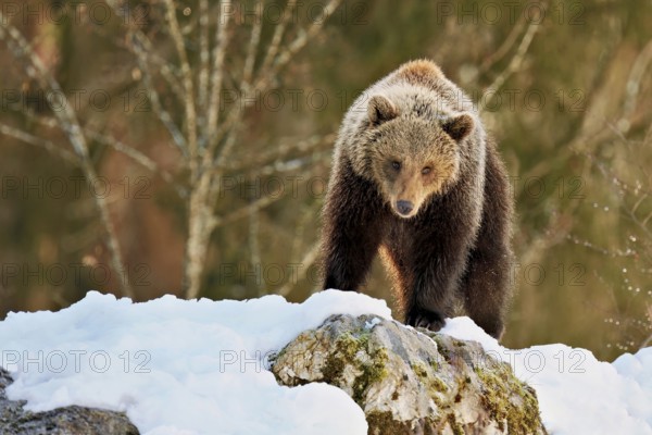 Brown bear (Ursus arctos), young standing on snow-covered rock in the morning light, Captive, Switzerland