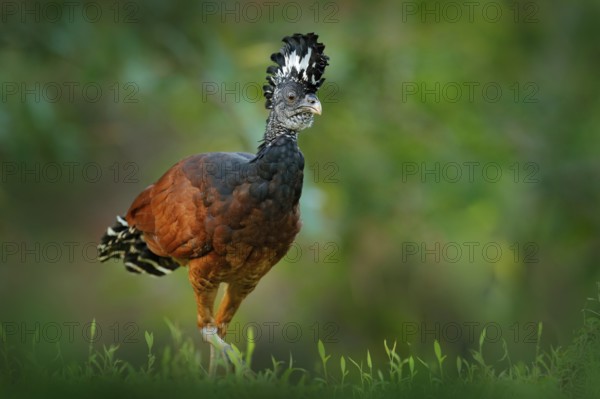 Great Curassow, Crax rubra, big black bird with yellow bill in the nature habitat, Costa Rica. Wildlife scene from tropic forest. Brown bird in green grass, tropic nature. Jungle bird