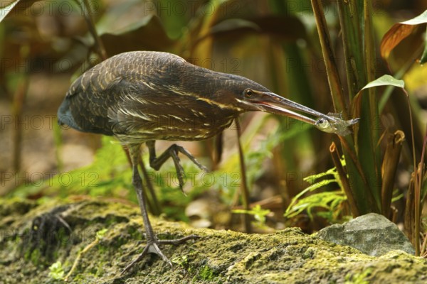 Black Bittern (Dupetor flavicollis), Singapore