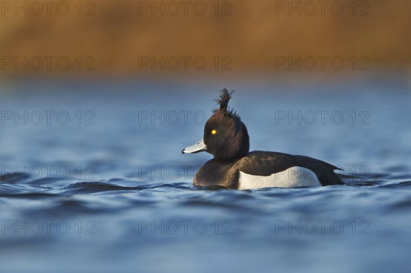 Tufted Duck (Aythya fuligula) male, Utrecht, Netherlands