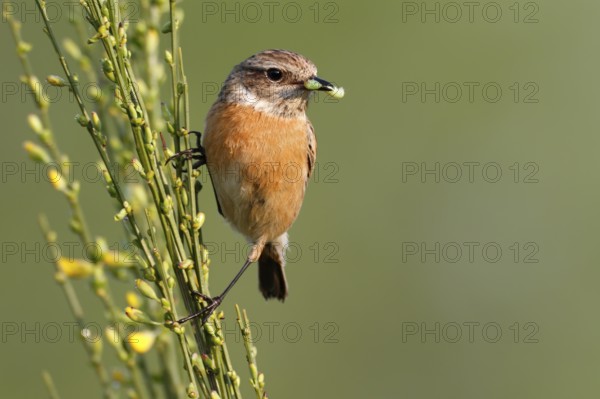 European Stonechat (Saxicola rubicola) female perched on broom with insect in beak, Saxony-Anhalt, Germany