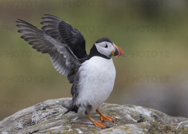 Atlantic Puffin (Fratercula arctica) flapping wings, Scotland, United Kingdom