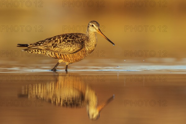 Hudsonian Godwit (Limosa haemastica) in a pond in the tundra near Churchill, Manitoba, Canada