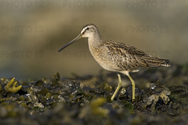 Short-billed Dowitcher (Limnodromus griseus), British Columbia, Canada