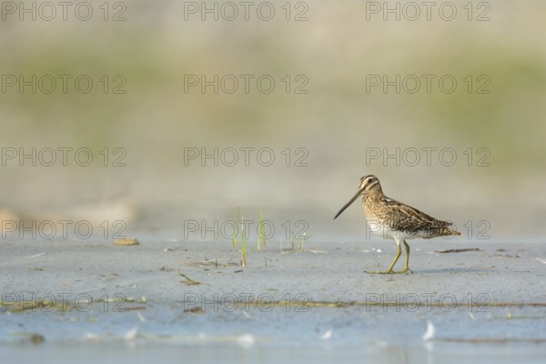 Common Snipe (Gallinago gallinago) foraging, Vorarlberg, Austria
