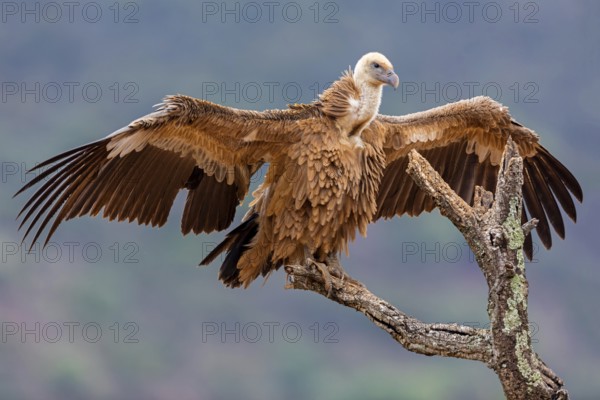 Gänsegeier, Eurasian Griffon Vulture, Griffon Vulture, Eurasian Griffon, Gyps fulvus, Vautour fauve, Buitre Leonado
