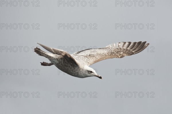 European Herring Gull (Larus argentatus) flying, Baltic Sea, Germany