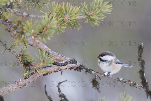 Siberian Tit (Grey-headed Chickadee) - Lapplandmeise - Poecile cinctus