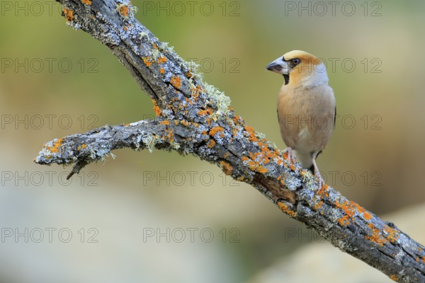 Hawfinch (Coccothraustes coccothraustes) male perched on lichen branch, Andalusia, Spain