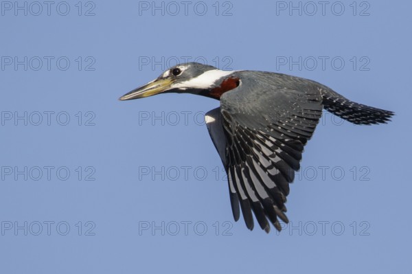 Ringed Kingfisher (Ceryle torquata) flying in the Pantanal region of Brazil