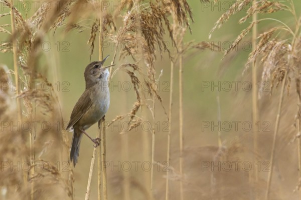 Rohrschwirl, Savi's Warbler, Locustella luscinioides, Locustelle luscinioïde, Buscarla Unicolor