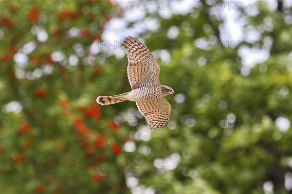 Eurasian Sparrowhawk (Accipiter nisus) juvenile flying, Hesse, Germany
