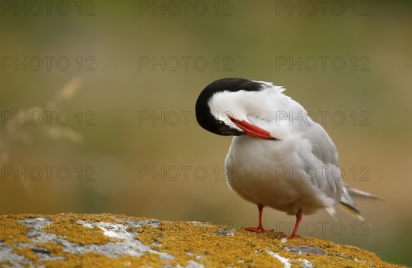Common Tern (Sterna hirundo) preening, Farne Islands, United Kingdom
