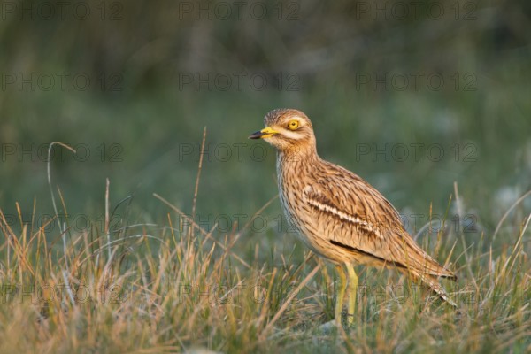 Eurasian Stone-curlew (Burhinus oedicnemus) in field, Dalmatia, Croatia