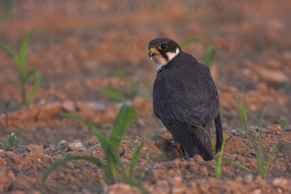 Eurasian Hobby (Falco subbuteo), Oman