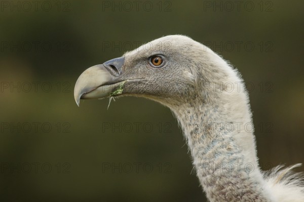 Griffon Vulture (Gyps fulvus), portrait, Castile and Leon, Spain