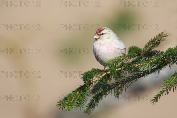 Arctic Redpoll (Acanthis hornemanni) perched on a spruce branch, Netherlands