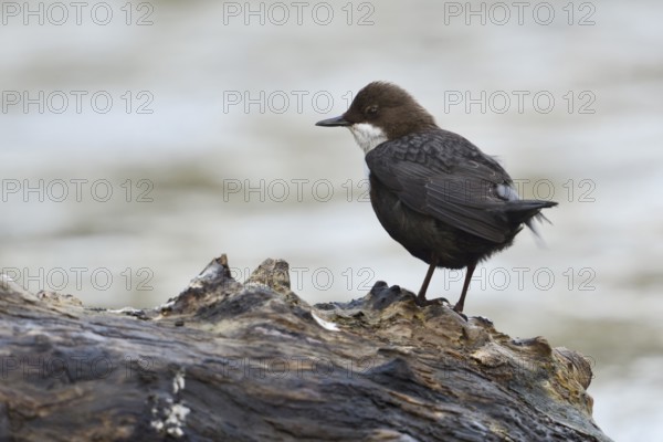 White-throated Dipper (Cinclus cinclus), North Rhine-Westphalia, Germany