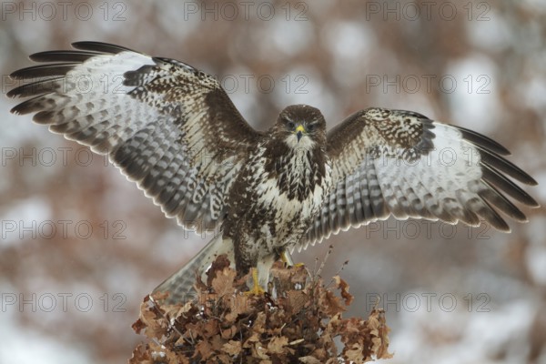 Common Buzzard (Buteo buteo), Saxony, Germany