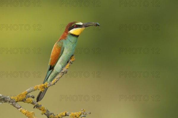 European Bee-eater (Merops apiaster) perched on a lichen branch with insect in beak, Serbia