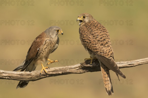 Common Kestrel (Falco tinnunculus) pair perched on a branch, Serbia