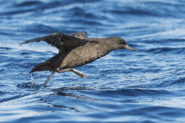 Sooty Shearwater (Ardenna grisea) flying, Eilat, Israel