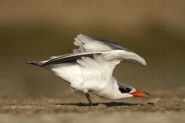 Caspian Tern (Hydroprogne caspia) female, Sandwich Bay, Namibia