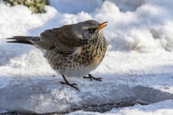 Fieldfare (Turdus pilaris) at an icy creek, Mecklenburg-Western Pomerania, Germany