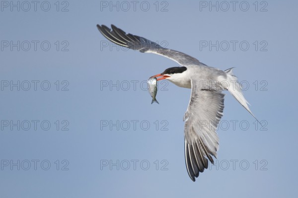 Common Tern (Sterna hirundo) flying, New York, USA