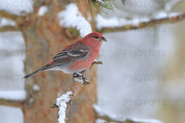 Pine Grosbeak (Pinicola enucleator) male perched on a branch, Lapland, Finland