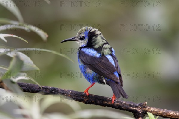 Red-legged Honeycreeper Cyanerpes cyaneus San Jose, Costa Rica 7 November Immature Male molting into adult plumage. Thraupidae