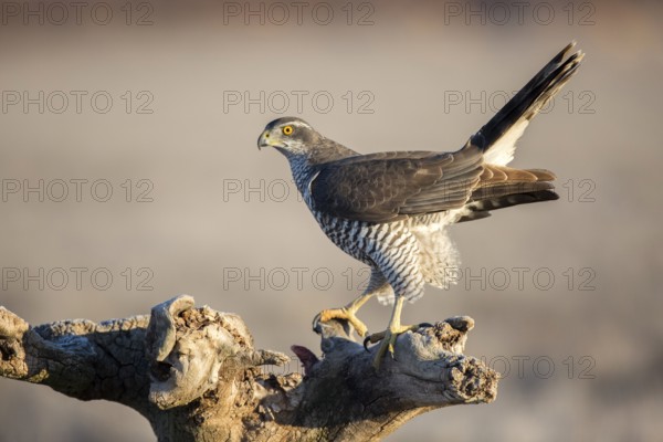 Northern Goshawk (Accipiter gentilis) juvenile perched on a stump, Castile-La Mancha, Spain