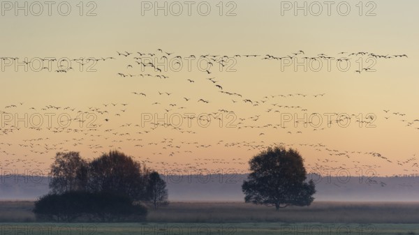 Taiga Bean Goose & Greater White-fronted Goose (Anser fabalis & Anser albifrons) huge flock flying, Lower Saxony, Germany