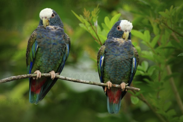 Pair of birds, green and grey parrot, White-crowned Pionus, White-capped Parrot, Pionus senilis, in Costa Rica. Love on the tree. Parrots courtship in the nature. Pair of parrots in the tropic forest