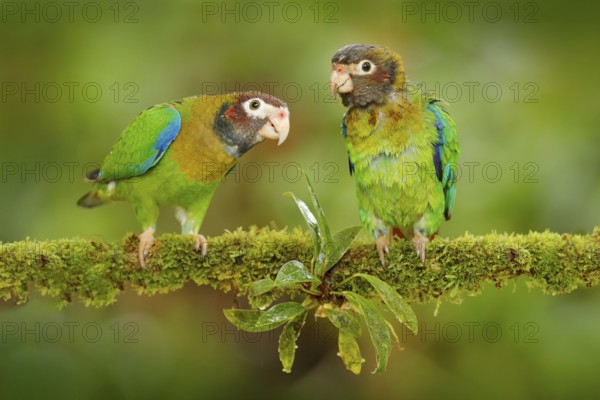 Costa Rica wildlife, two parrots. Brown-hooded Parrot, Pionopsitta haematotis, portrait of light green parrot with brown head