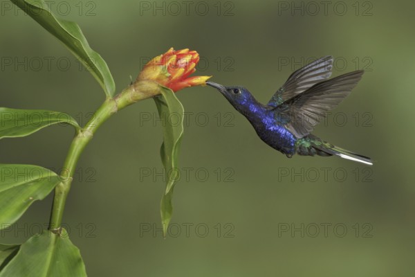 Violet Sabrewing (Campylopterus hemileucurus), Costa Rica