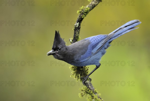 Steller's Jay (Cyanocitta stelleri), British Columbia, Canada