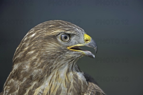 Common Buzzard (Buteo buteo), North Rhine-Westphalia, Germany